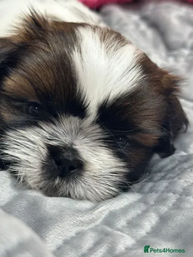 Cachorro filhote shih tzu/shitzu dócil e brincalhão com saúde