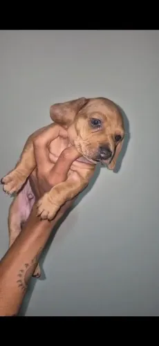 Cachorro cofap