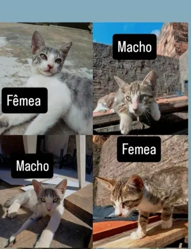 Adotem meus gatinhos