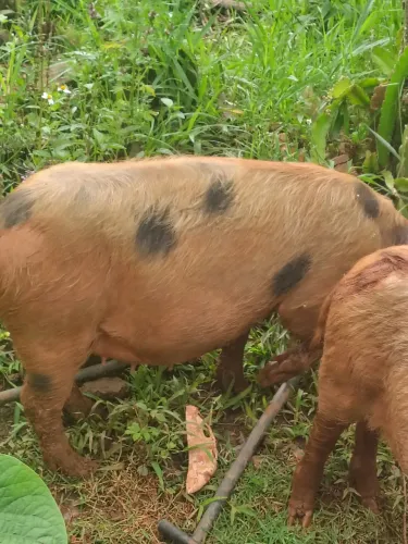 Porcas prenhas 