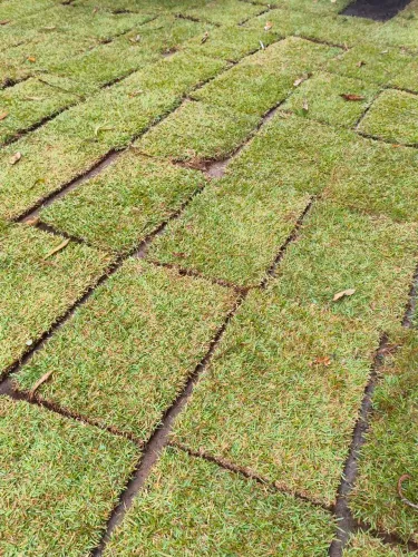 Grama Esmeralda para jardins