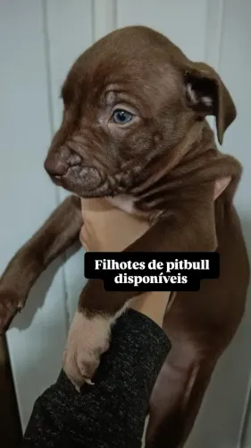 Cachorros fêmeas pitbull tradicional.