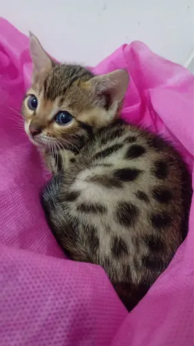 Bengal fêmea parcele em até 10x
