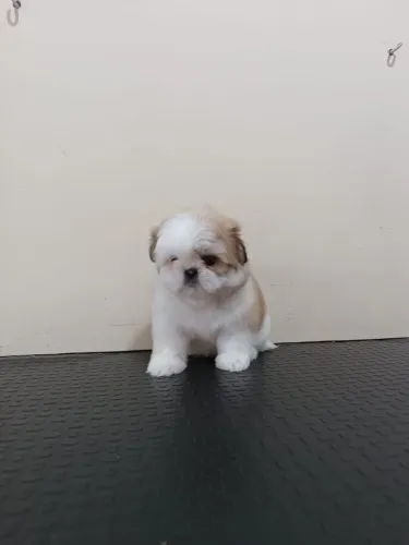 Cachorro