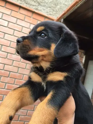 Rottweiler Filhotinho disponível para escolha imediata