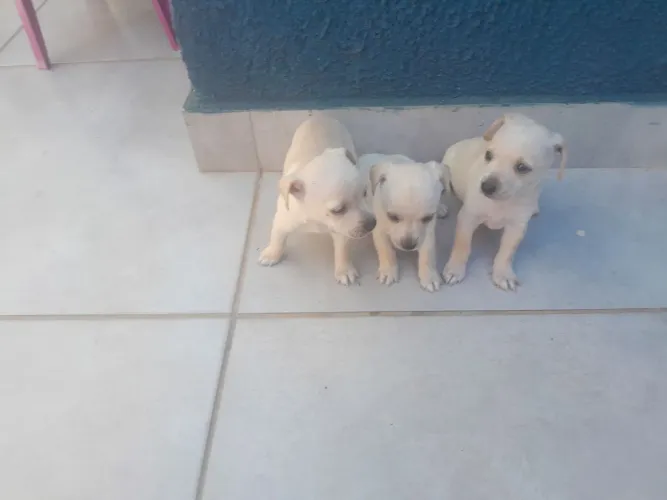 Vende se pinscher n 1
