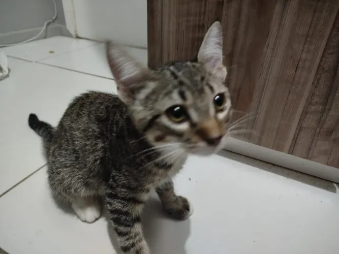 Gato macho filhote doação