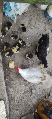Pato