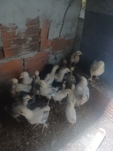 Pintinhos 