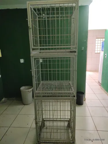 Gaiola para internação de animais para medicina veterinária 