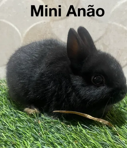 Mini anão