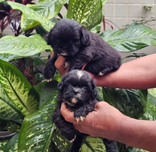 Filhotes de Shih Tzu a pronta entrega fêmeas e machinhos ZAP da loja * André
