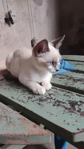 2 gato(a) fêmeas para doação