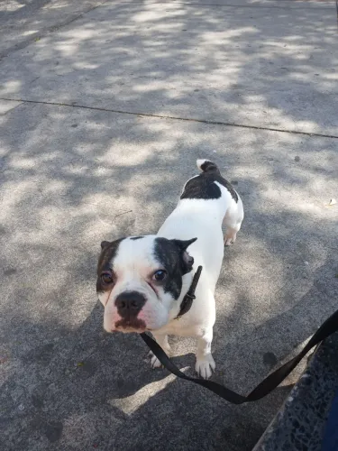 Buldogue francês