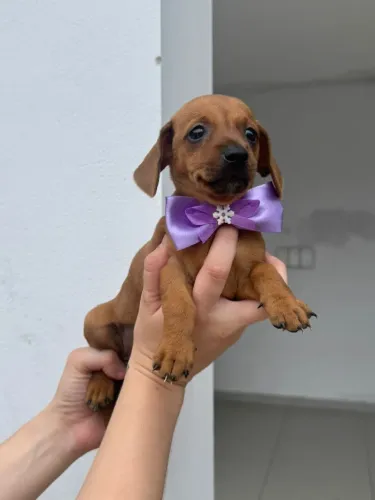 Quatro Patas de Carinho e Amor, Fêmea na Cor Dourada, entrego Vacinado
