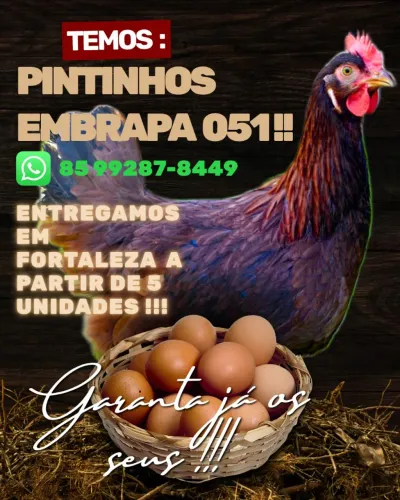 Pintinhos de Embrapa 051