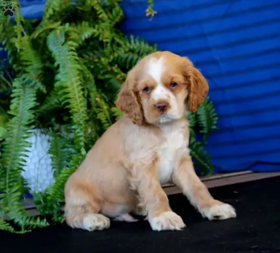 Cocker Spaniel Inglês - Entrega Rápida