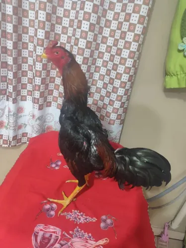 Lindo frango índio 
