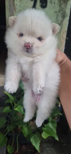 Spitz macho e fêmea