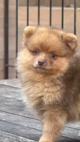 Spitz Alemão Choco Merle 