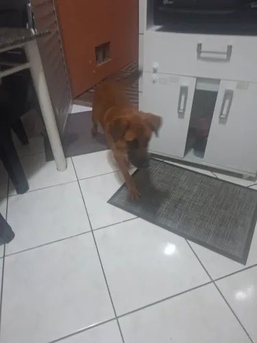 Doação filhote de labrador com vira lata