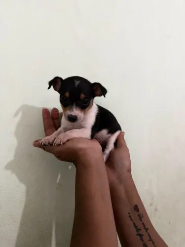 Bonequinho