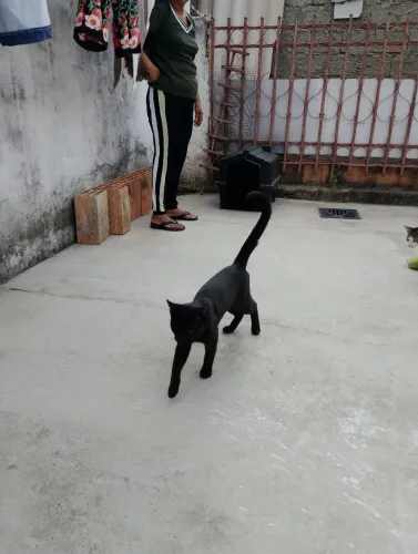 Doacao 2 gatos