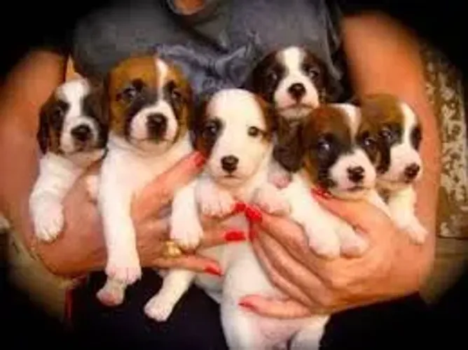 pinscher x Fox paulistinha