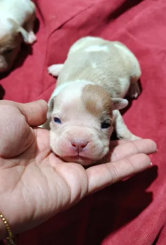 American bully