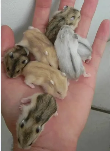 Hamster anão russo