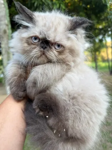 Filhotes de gato persa