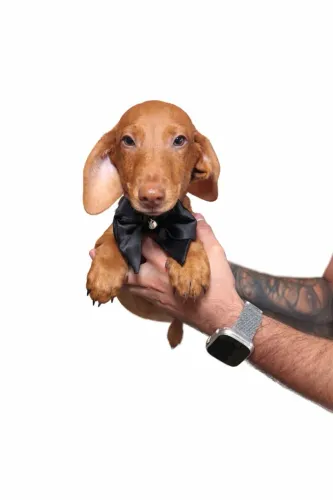 Dachshund carismático e cheio de personalidade