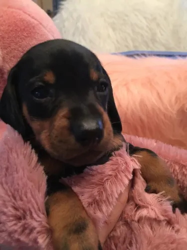 Dachshund pra você e sua família hoje fêmea 