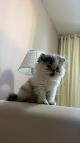 Gato Persa Macho