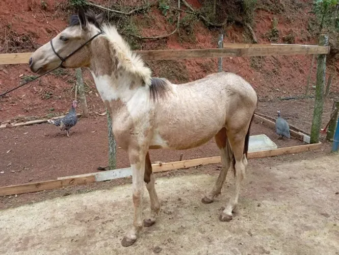 Vendo Cavalo Rosilho 2 anos e meio