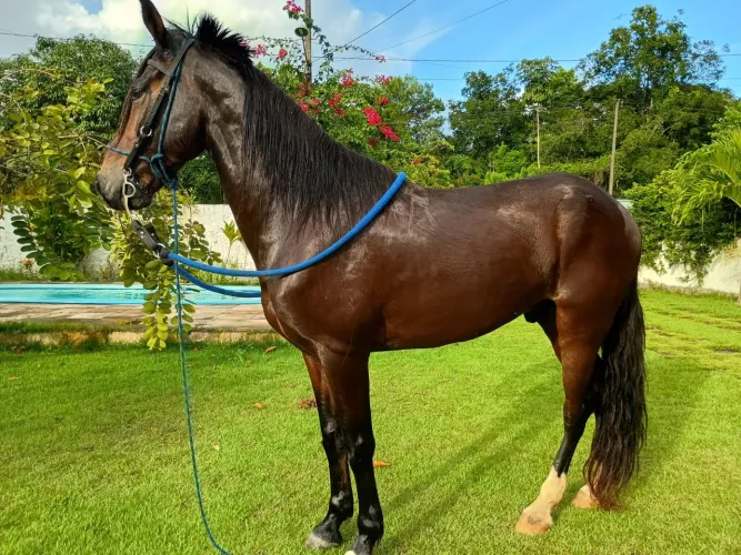 Cavalo Mangalarga Marcha Picada natural 