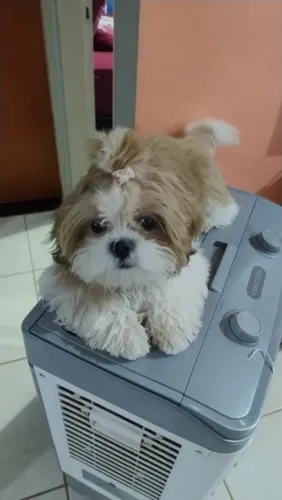 Vendo uma Shitzu fêmea,com 5 mês vacinada mais informações chama PV *
