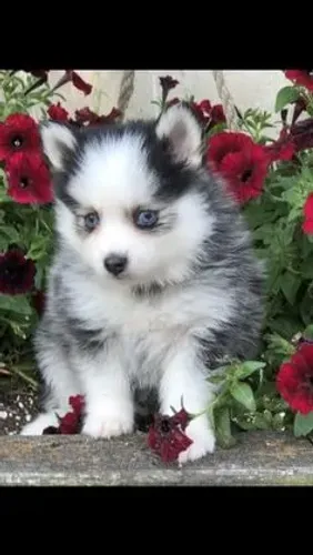 Pomsky