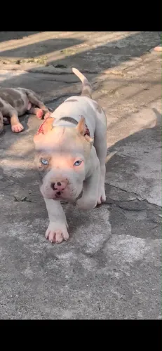 Filhote de Pitmonster