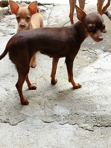 Pinscher n1 bem pequena parece n 0