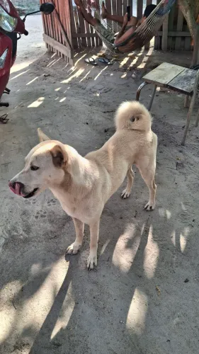Doa- se cadela raça Chow Chow com vira lata