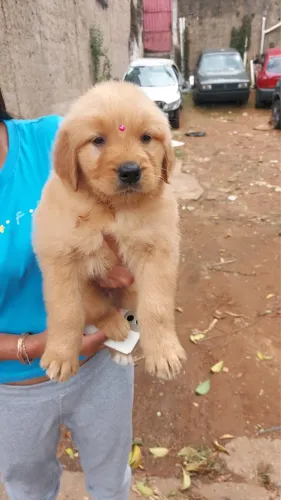 Golden Retriever Filhote - Inteligente, Dócil e Carinhoso