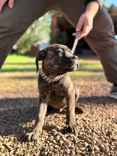 Filhotes de Cane Corso últimos disponíveis