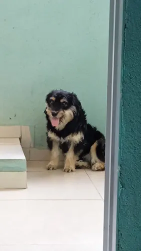 Doação de filhote