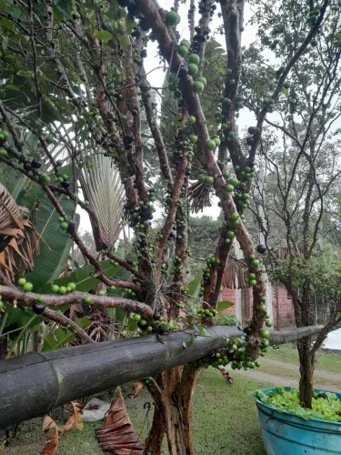 Jabuticaba sabara grande