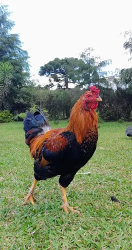 Galo caipira mestiço com índio jovem