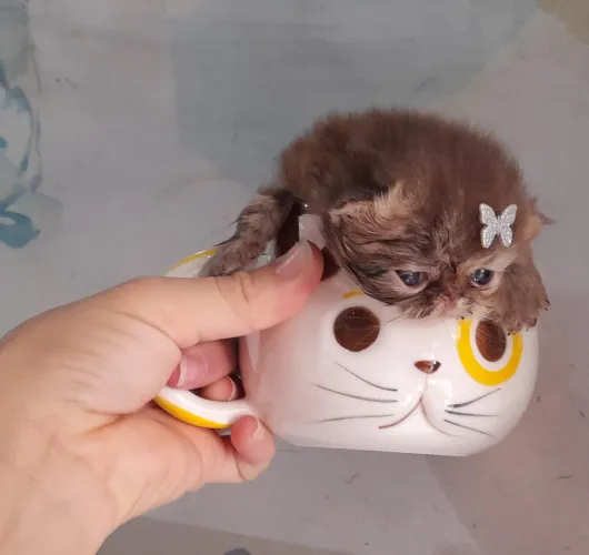 Gato persa