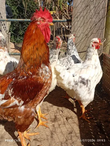 6 frangas e 1 galo GSB SERTANEJO BALÃO R$300,00 CADA