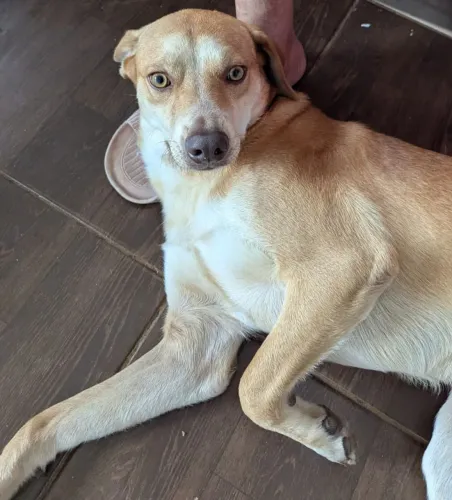 Doa-se um cachorro ? vira-lata nome barão