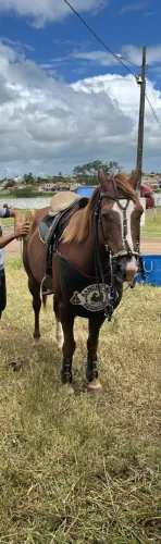 Vendo cavalo de esteira